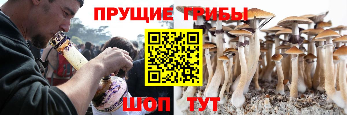 Псилоцибиновые грибы Psilocybine cubensis Ухта